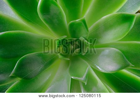 Echeveria succulent plant macro photography top view