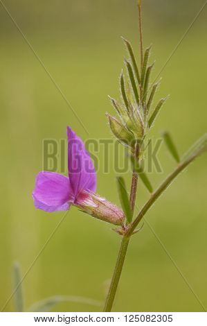 Common Vetch - Vicia sativa
Single flower & Leaf