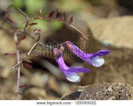 Vetch sp - Vicia cassia
Native to Cyprus Turkey
