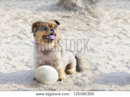 Little happy dog with ostrich egg on a sand