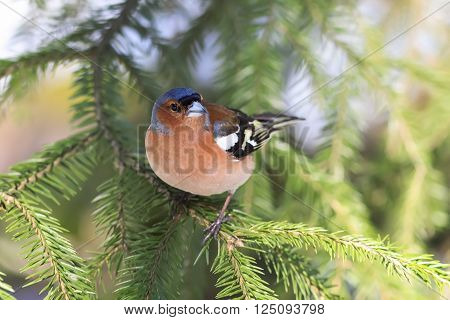 songbird Chaffinch sings on the branches of spruce spring