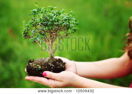 bonsai nelle mani