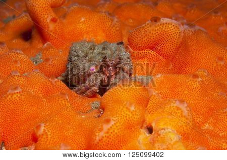 one small hermit crab anemones walking over an orange sponge