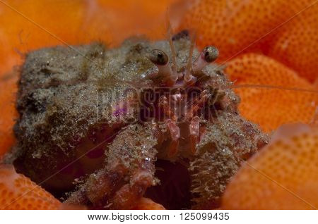 one small hermit crab anemones walking over an orange sponge