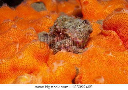 One Small Hermit Crab Anemones