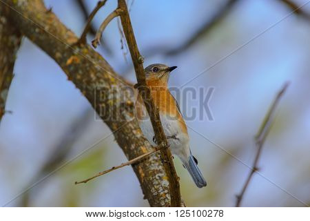 Vivid Northern Bluebird perched in Tree. Blue feathers, orange and white breast