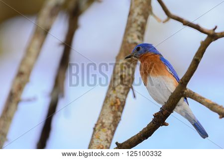 Vivid Bluebird perched in Tree. Blue feathers, orange and white breast