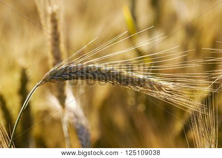 Agricultural Field On Which Grow Up Cereals Wheat, Belarus, Ripe And Yellowed Cereals, Small Depth O