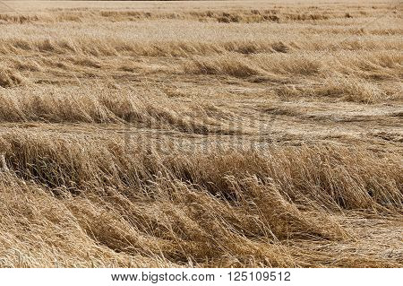 Agricultural Field On Which Grow Up Cereals Wheat, Belarus, Ripe And Yellowed Cereals, Small Depth O