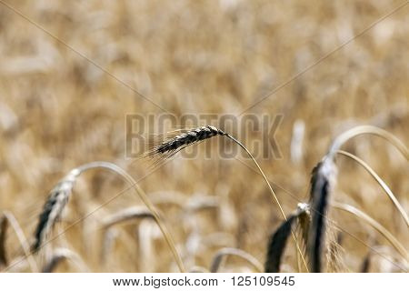 Agricultural Field On Which Grow Up Cereals Wheat, Belarus, Ripe And Yellowed Cereals, Small Depth O