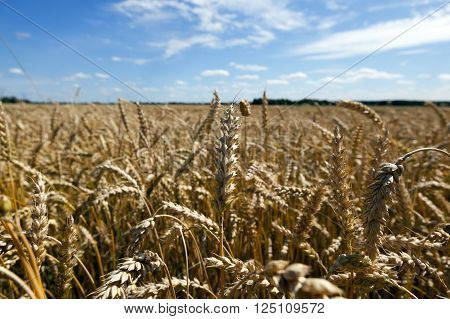 Agricultural Field On Which Grow Up Cereals Wheat, Belarus, Ripe And Yellowed Cereals, Small Depth O