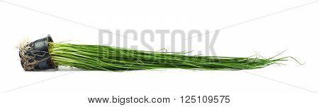 Green onion scallions in a pot isolated over the white background