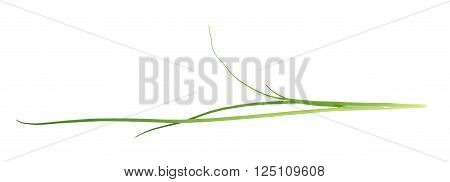 Green onion scallions isolated over the white background