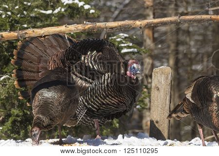 A large turkey feeding early in the morning