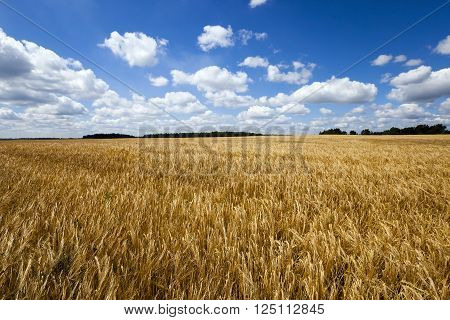 Agricultural Field On Which Grow Up Ready To Harvest Ripe Yellow Cereals