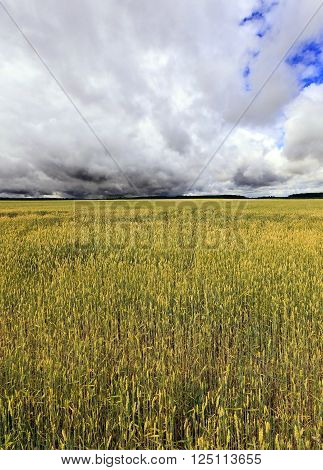 Agricultural Field On Which Grow Up Ready To Harvest Ripe Yellow Cereals