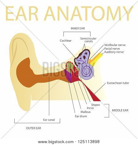human ear anatomy vector illustration on white