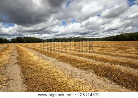 Agricultural Field On Which Flax Is Harvested. Autumn.