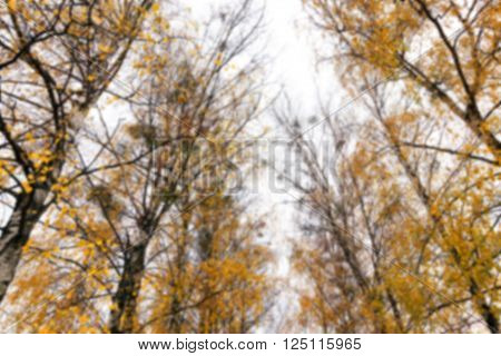 a park in the autumn, during cloudy weather, late autumn, defocused