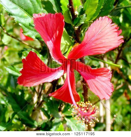 Red Hibiscus flower in Edith Wolfson Park in Ramat Gan31 May 2011 Israel