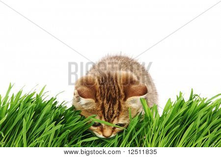 gato atrás de grama