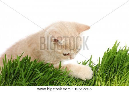 gato atrás de grama