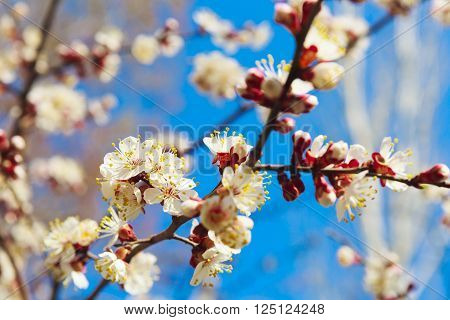 Spring white flowers and buds on a cherry tree cherry