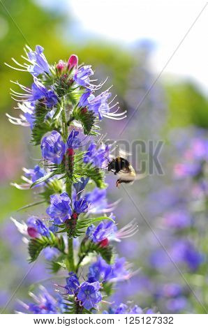 Bumblebee pollinating purple Viper's Bugloss. Medicinal herb. Echium vulgare.