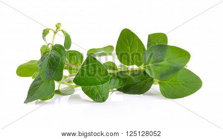 Fresh origano branch leaf on white background