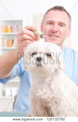 Vet doing moxa treatment on little dog