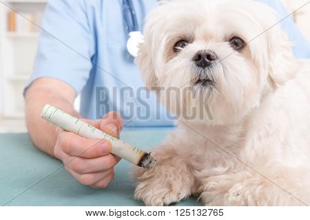 Vet doing moxa treatment on little dog