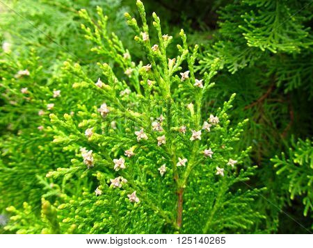 Blooming Thuja with little pink flowers in the garden