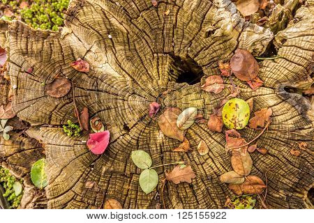 magical tree trunk with colorful scattered leaves