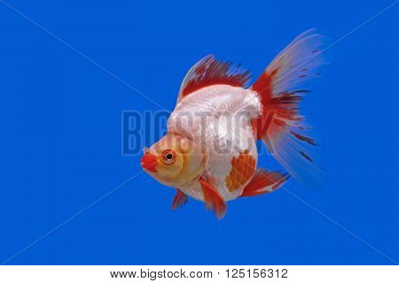 photo of beautiful goldfish in the aquarium