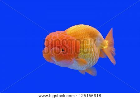 beautiful ranchu or lion head goldfish in fish tank