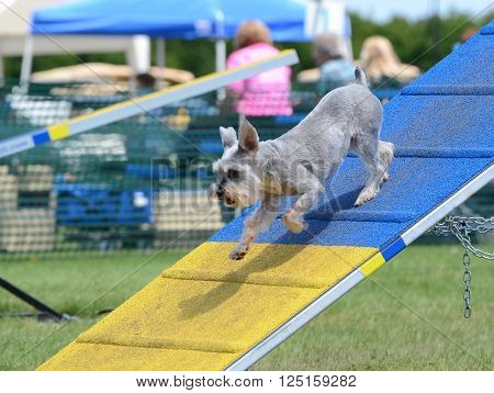 Miniature Schnauzer Jumping Off an A-Frame at Dog Agility Trial