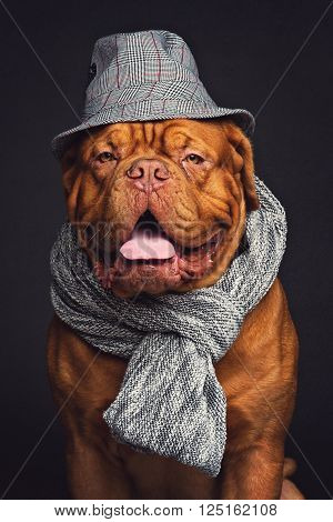 Beautiful dogue dog in hat and scarf. Over black backgroound. Copy space.