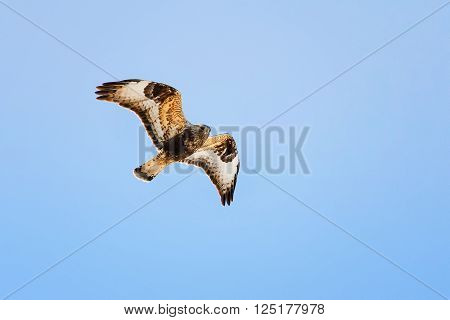 hawk the Sparrowhawk flying in the sky to spread its wings