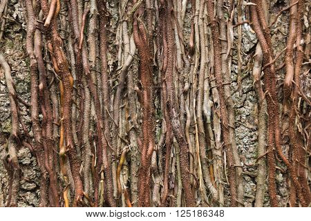 Twisted roots of tropical lianas on tree trunk background . Woody vegetation texture.
