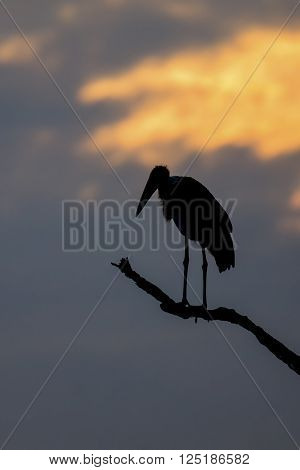 Silhouette of marabou stork on a dead tree at sunset
