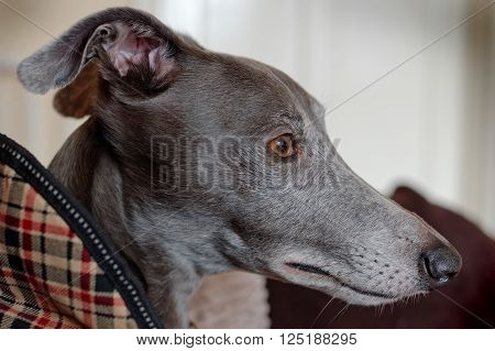 Lomo film effect portrait of a grey Whippet dog.Shallow d o f