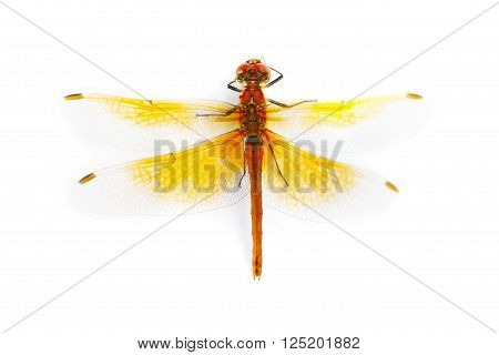 Big Orange Dragonfly isolated on white background