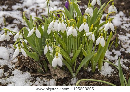 Spring snowdrop flowers with snow Galanthus nivalis. Russia.