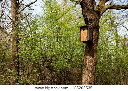 birdhouse on the tree in early spring