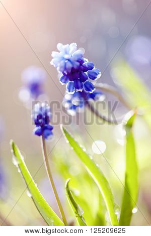 Blue spring flowers of a muskari lit with the sun.