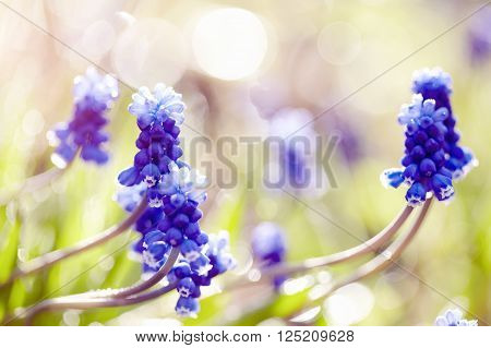 Blue blossoming muskari in dew drops since morning in the spring