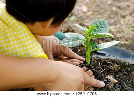 Close up Kid hand and father planting young tree
