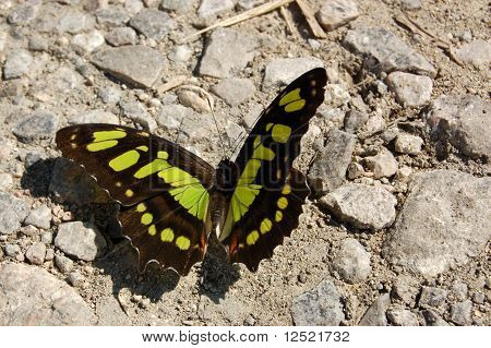 Siproeta stelenes il sole