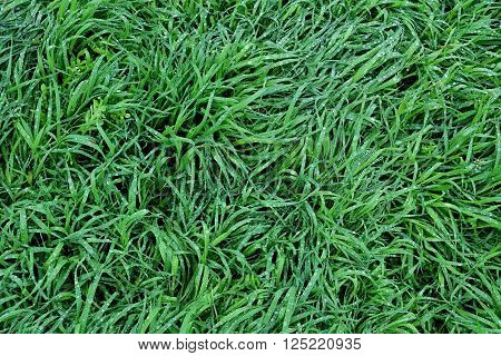 the green grass in the rain with many water drops in natural habitat