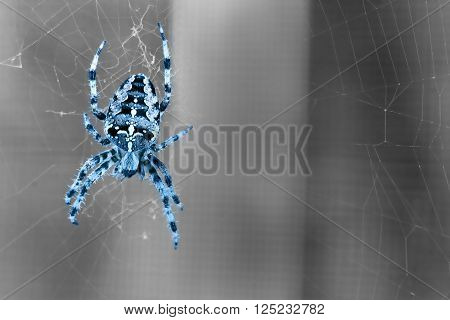 Blue colored spider spiders - A splendid garden spider against black white background